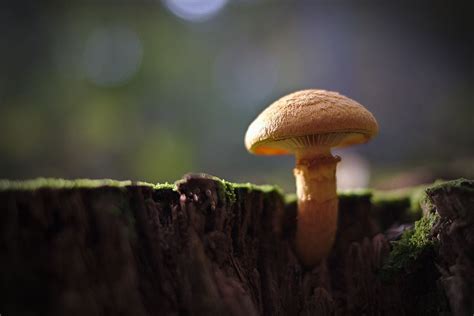 This is the perfect mushroom guide for beginners. A 'potentially deadly' mushroom-identifying app highlights ...