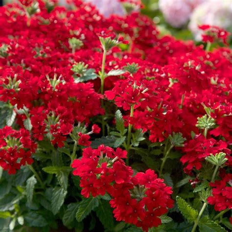 Red Small Flowers Images Red Small Flowers Stock Photo Picture And