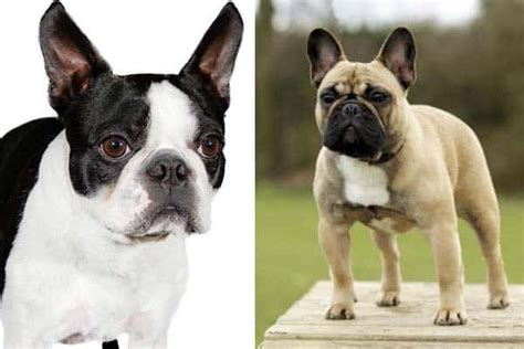 The outcome of this mixing has produced dogs possessing the calm, gentle and athletic like the boston terrier, and sturdy as the french bulldog, the frenchton. Why Do You Need to Know More About Boston Frenchies ...