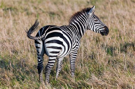 Zebra On Savanna Africa High Quality Animal Stock Photos ~ Creative