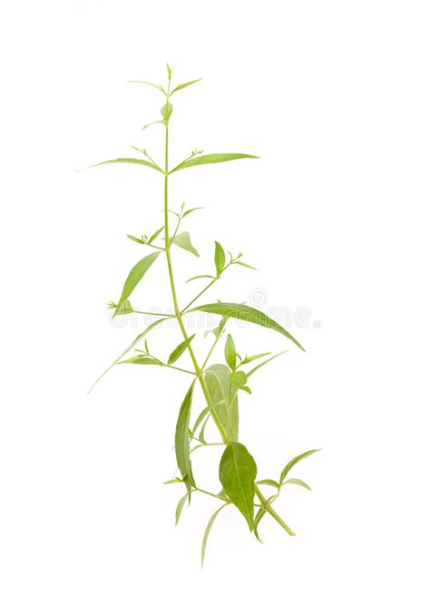 Known as the king of bitters hempedu bumi (andrographis paniculata herb) is nature's first aid kit in a plant. Andrographis paniculata stock photo. Image of bumi ...