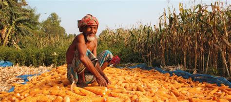 Why Corn Is Becoming A Popular Crop In Northern Bangladesh World