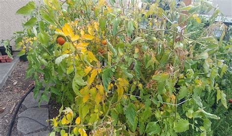 Tomato Plants Turning Yellow Plant Ideas
