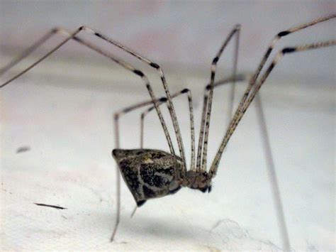 Daddy Long Spiders Can Be Mistaken For Harvestmen Graham And Kate Brown
