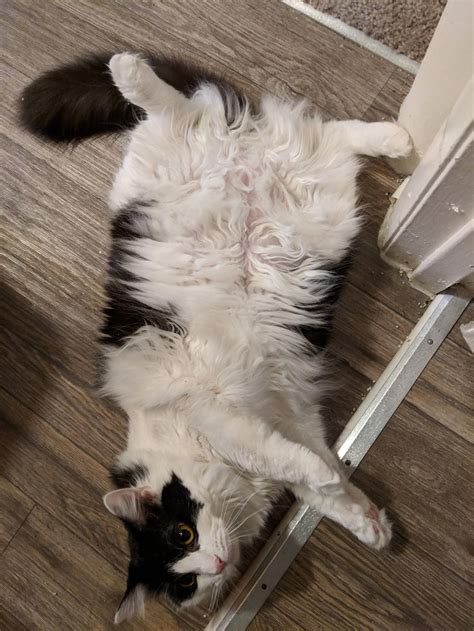 Pin On Cat Bellies