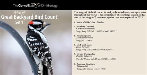 All About Birds Identification And Birdsong With Cornell Lab Of