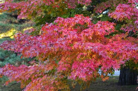 Japanese Maple Branch With Red Leaves Stock Image Image Of Autumn