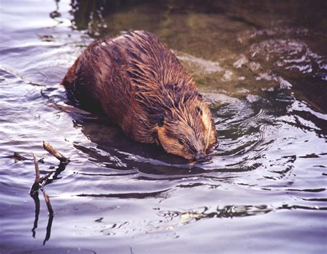 Beaver Second Header Image At Midcoast Wildlife Solutions Midcoast