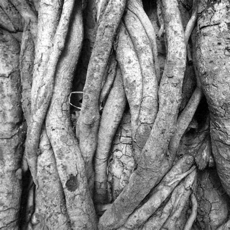 Black And White Close Up Of Tree Trunk Roots With Carvings Stock Image