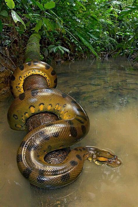 Anaconda Snake Hd Phone Wallpaper Peakpx