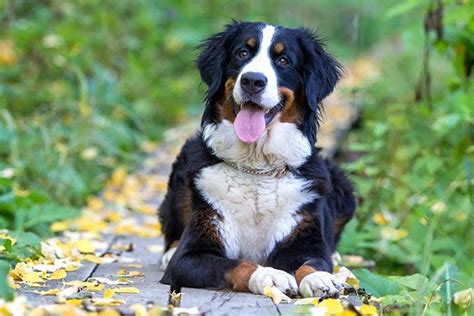 Berner Sennenhund Steckbrief Charakter Haltung Pflege