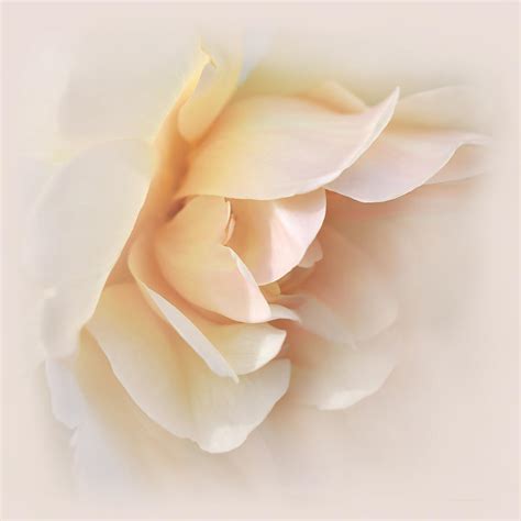 Peach Rose Tranquillity Photograph By Jennie Marie Schell