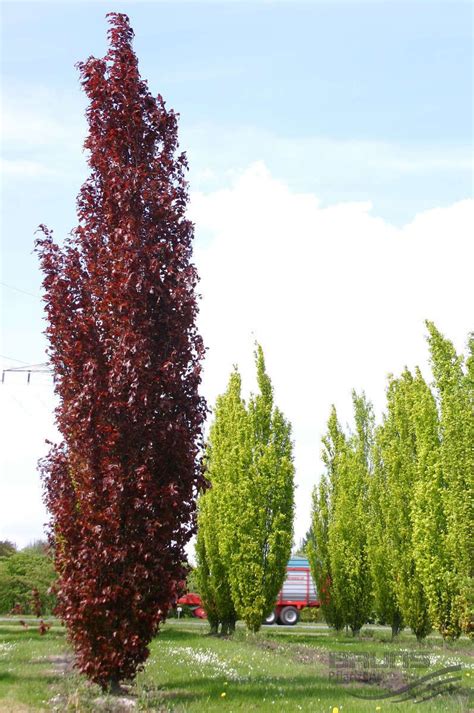 Dawicki Purple Beech Evergreen Landscape Columnar Trees Specimen Trees