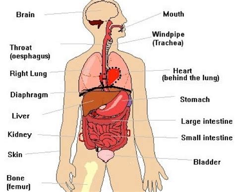 Trapped gas in your digestive system can cause sharp cramping pain in the right side under ribs or pain in your upper abdomen just below your left rib cage. 14 Common Causes of Pain Under Right Rib Cage