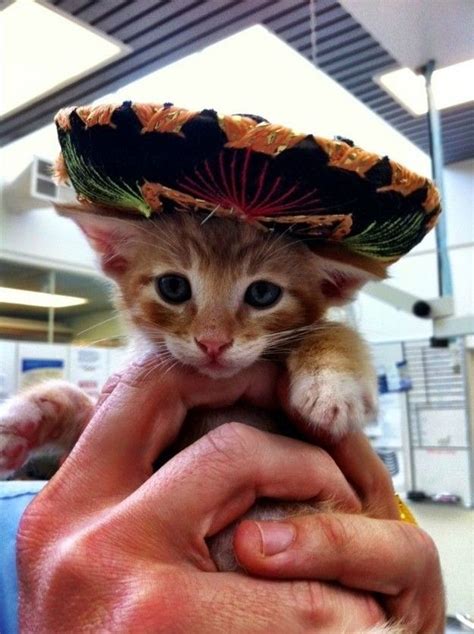 23 Cats Looking Adorable In Mariachi Hats Baby Cats