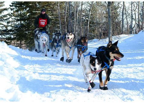Live The Adventure Sled Dogs Fall Trainingconditioning Getting
