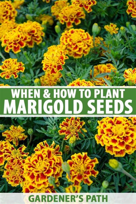 When And How To Plant Marigold Seeds Gardeners Path