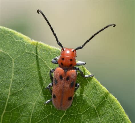 Maycintadamayantixibb Red Beetle That Eats Milkweed