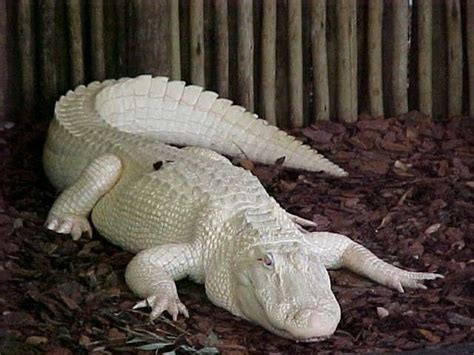 Capron Zoo Welcomes Rare White Alligator