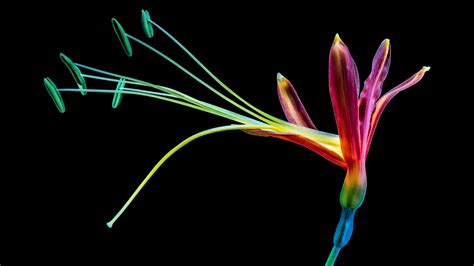 Download Colorful Flower Laptop Wallpaper In Uhd 4k 0100