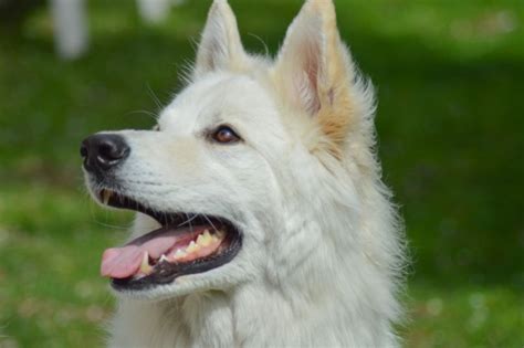 Samoyed German Shepherd Mix Facts And Information Every Creature Counts