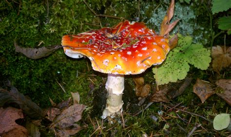 Psilocybin Mushrooms Washington State All Mushroom Info