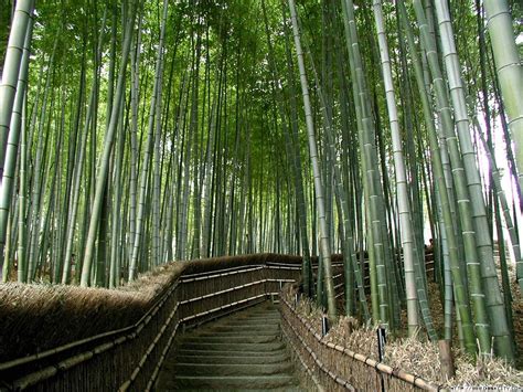 47 Bamboo Forest Japan Computer Wallpaper On