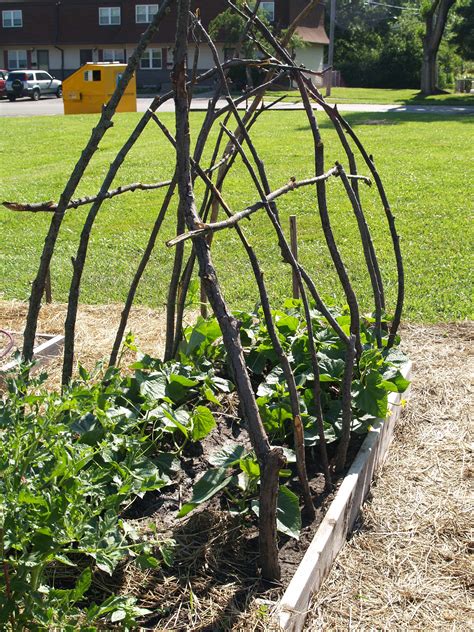 What A Great Trellis For Beans
