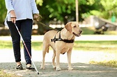 Seeing Eye dogs for visually impaired