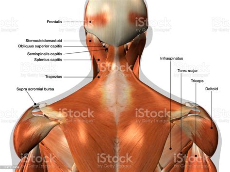 Muscles of the back extrinsic superficial muscles tapezius attachments superior nuchal line, external occipital protuberance, nuchal ligament, spinous processes. Labeled Anatomy Chart Of Neck And Back Muscles On White ...