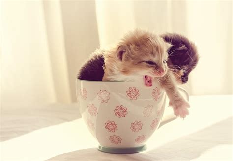 Two Cute Kittens In A Cup Photograph By Spikey Mouse