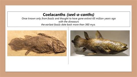 Coelacanth Fish Fossils Reveal First Walking Fish Evolution Is A Myth