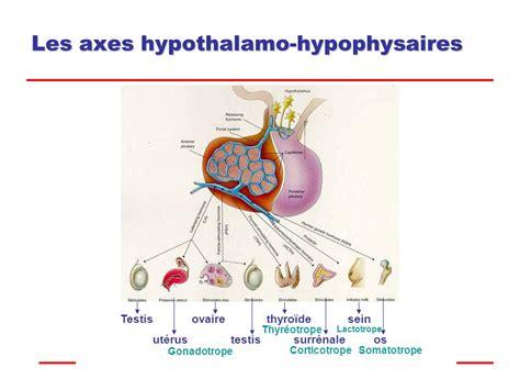Les Axes Hypothalamo Hypophysaires Pdf Etude Az