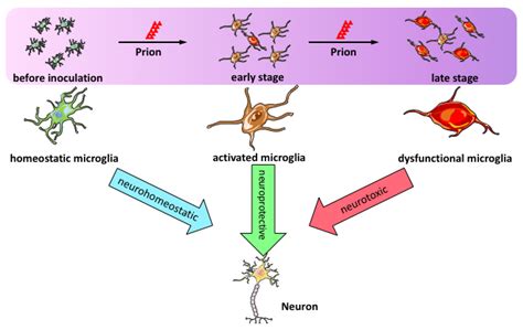 Ijms Free Full Text Neuroinflammation In Prion Disease