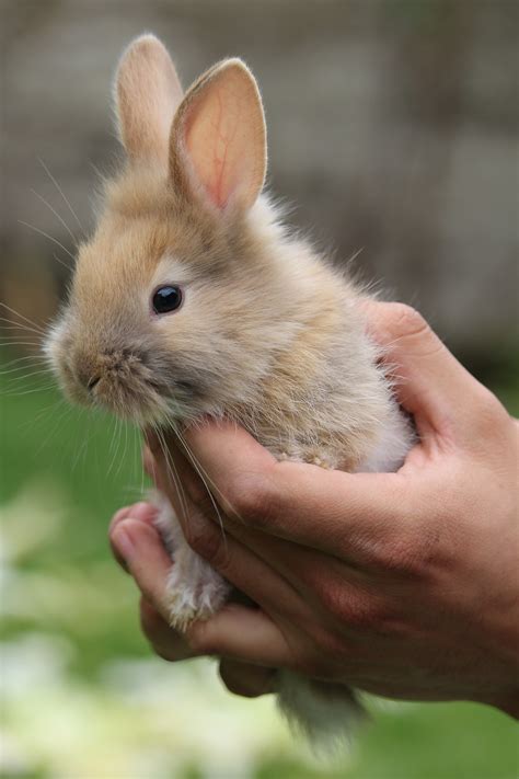 Fluffy Rabbit Track Easter Bunny
