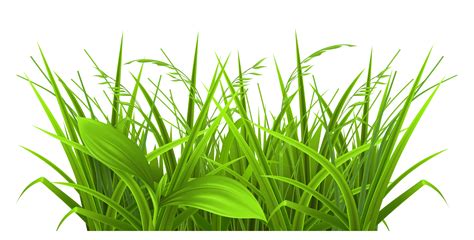 Green Grass Clipart