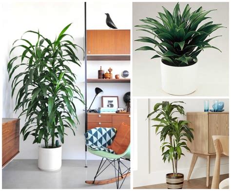 11 Houseplants That Dont Need A Lot Of Sunlight To Grow Plants