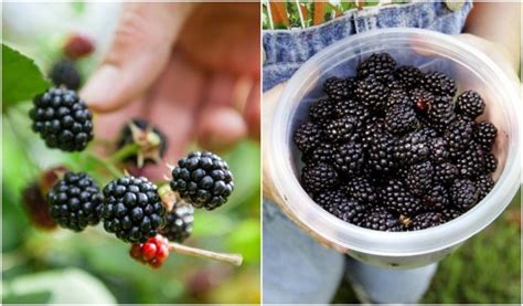 10 Brilliant Ways To Use All Those Blackberries You Forage