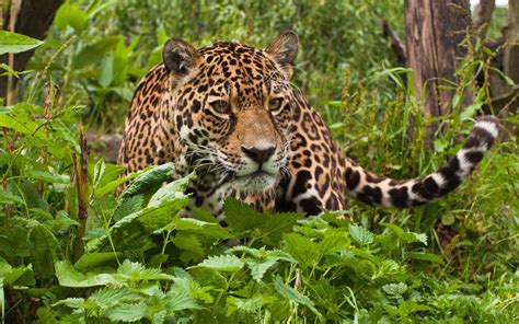 Tropical Parrot Wallpaper Jaguar Animal Rainforest Animals Animals