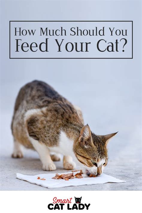 There are a number of different ways you can divide your cat's food throughout the day. How Much Should You Feed Your Cat? | Cats, Cat feeding, Pets