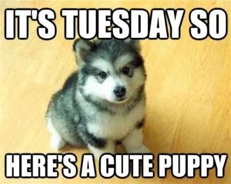 Tuesday Memes Funny Happy Tuesday Pictures Pomsky Puppies Puppy