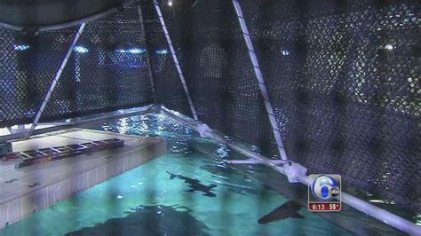 Are You Brave Enough To Venture Over Shark Bridge At Camden Aquarium