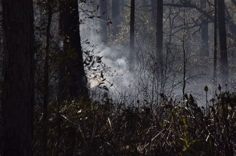 Fire In The Forest Free Stock Photo Public Domain Pictures