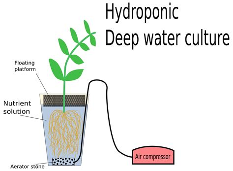 what-is-deep-water-culture