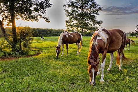 Beautiful Horse On The Pasture At Sunset In South Carolina Moun
