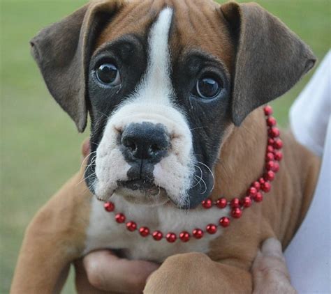 Spring valley bulldogs is located in kansas raising top quality akc english bulldog puppies for we specialize in english bulldogs and french bulldogs with an emphasis on health and temperament. The Valley Bulldog - a Sour-Faced, Lovable Clown! Hellow dog | Valley bulldog, Bulldog puppies ...