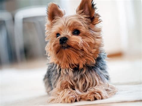 13 Best Dogs For Apartments Readers Digest