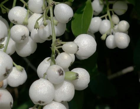 White Berries Close Up Rpics