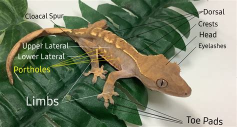Normal Crested Gecko Traits Morphpedia