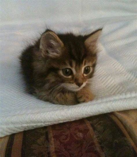 Gentle Kitten Adorable Cute Animal Picture